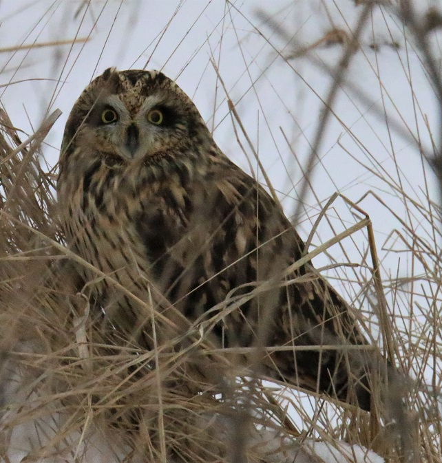 Short-eared Owl